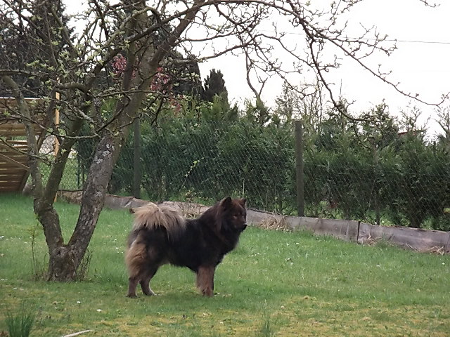 Daïko Des crinières de feu